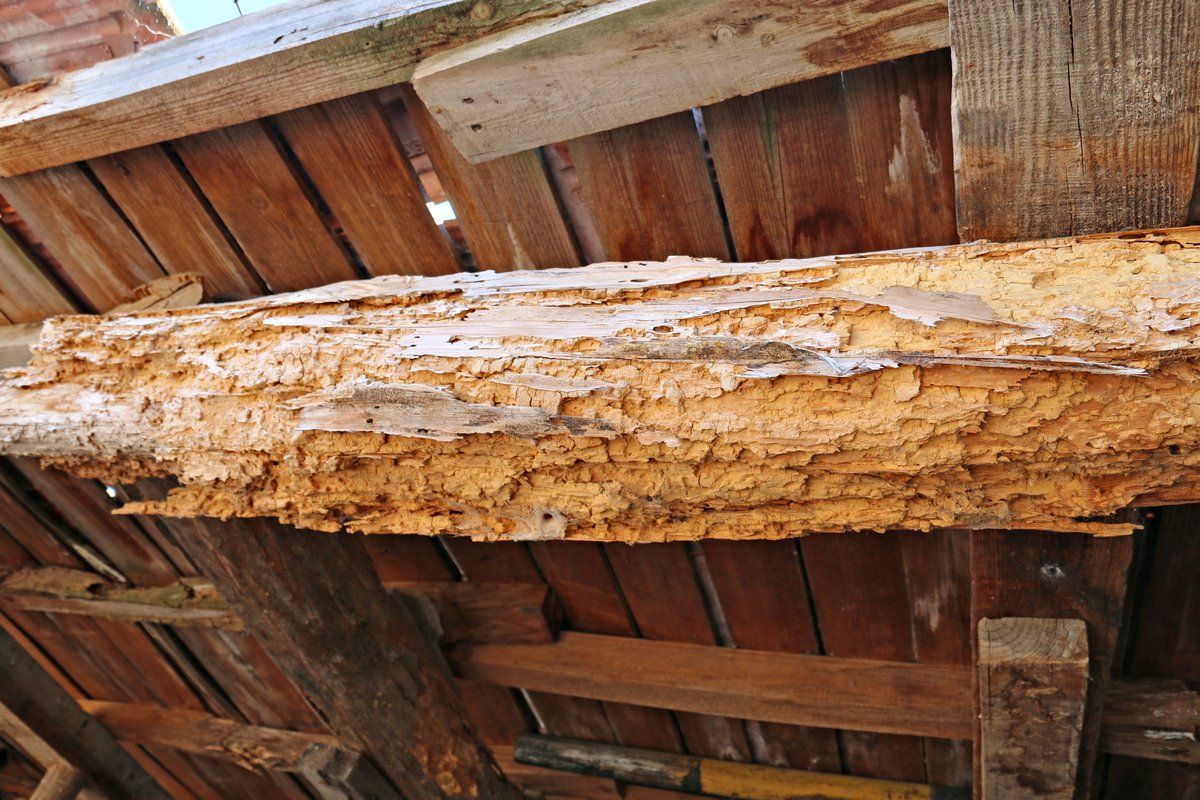 Killer Profesional (FR 6415): Matacarcoma para madera base acuosa