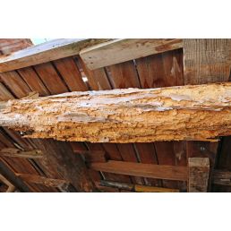 Killer Profesional (FR 6415): Matacarcoma para madera base acuosa
